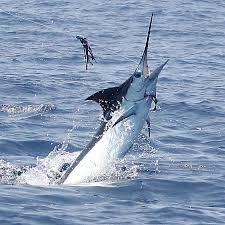 detoate - images-19.jpg